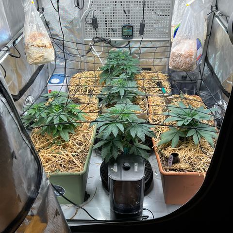  Bubble Gum x 88g13/hp #2 growlog timeline photo