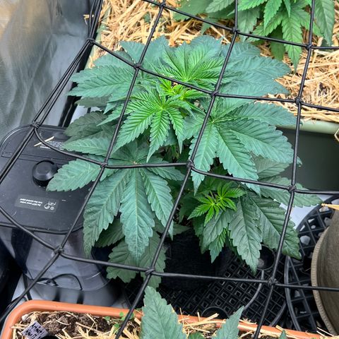  Bubble Gum x 88g13/hp #2 growlog timeline photo