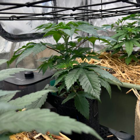  Bubble Gum x 88g13/hp #2 growlog timeline photo