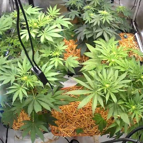  Bubble Gum x 88g13/hp #2 growlog timeline photo