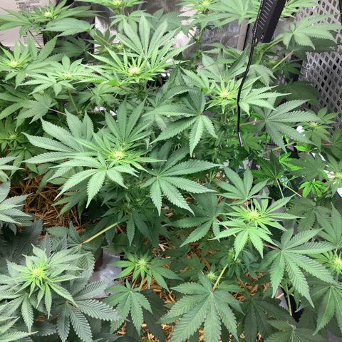  Bubble Gum x 88g13/hp #2 growlog timeline photo