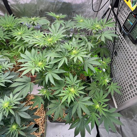  Bubble Gum x 88g13/hp #2 growlog timeline photo