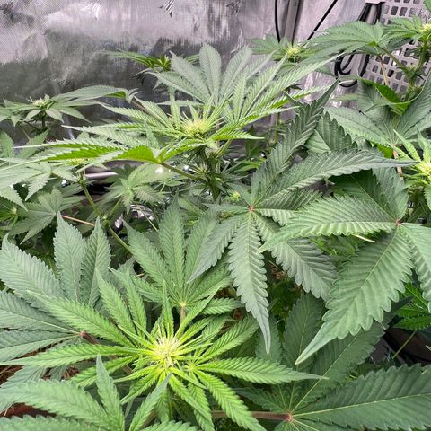  Bubble Gum x 88g13/hp #2 growlog timeline photo