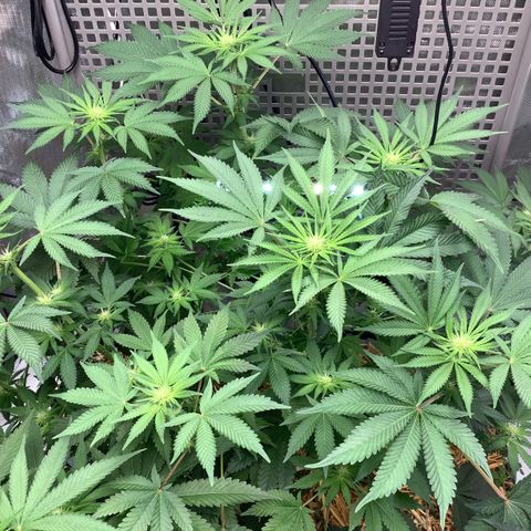 Bubble Gum x 88g13/hp #2 growlog timeline photo