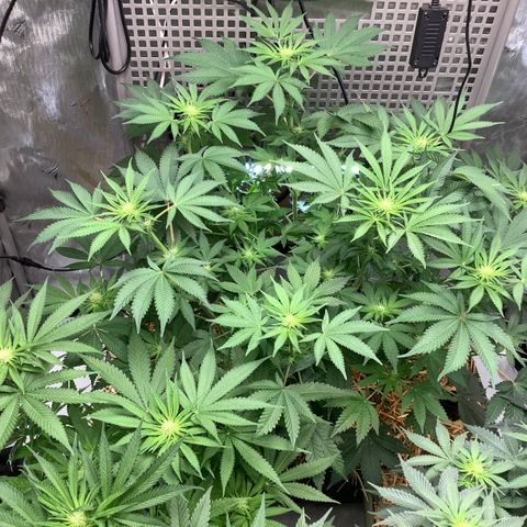  Bubble Gum x 88g13/hp #2 growlog timeline photo
