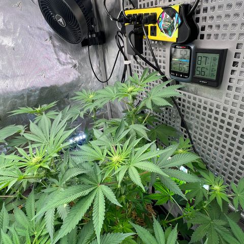  Bubble Gum x 88g13/hp #2 growlog timeline photo