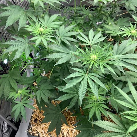  Bubble Gum x 88g13/hp #2 growlog timeline photo