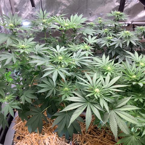  Bubble Gum x 88g13/hp #2 growlog timeline photo