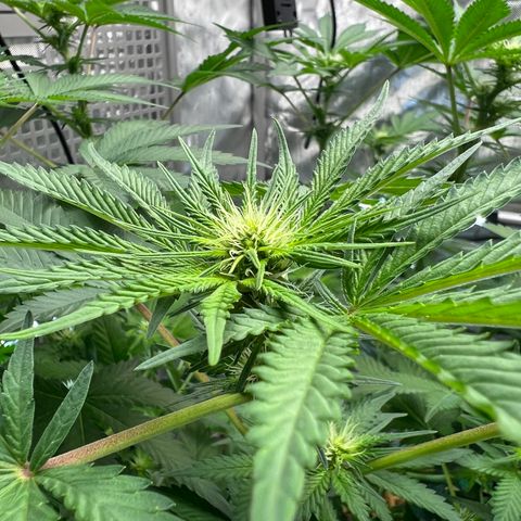  Bubble Gum x 88g13/hp #2 growlog timeline photo