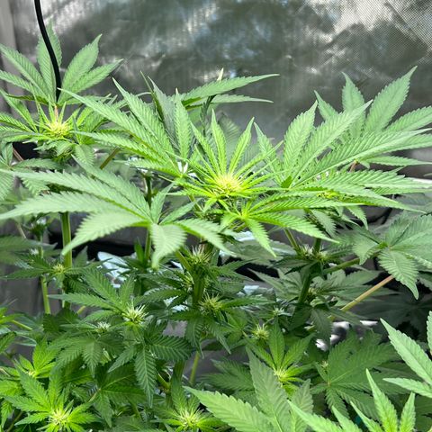  Bubble Gum x 88g13/hp #2 growlog timeline photo