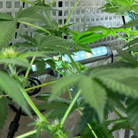  Bubble Gum x 88g13/hp #2 growlog photo: Repositioned 1 LED bar to gear board to provide back lighting 