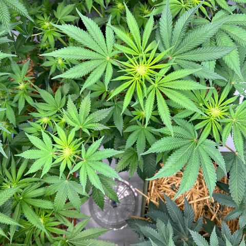  Bubble Gum x 88g13/hp #2 growlog timeline photo