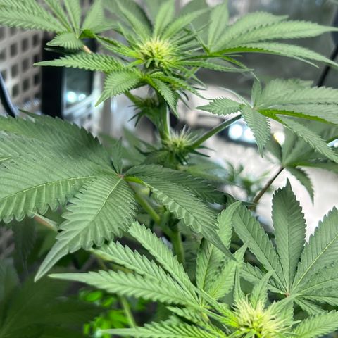  Bubble Gum x 88g13/hp #2 growlog timeline photo
