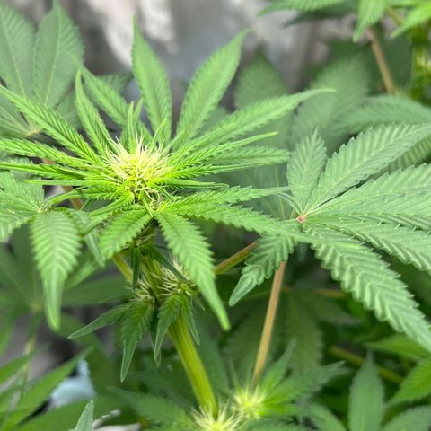  Bubble Gum x 88g13/hp #2 growlog timeline photo