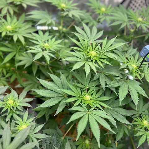  Bubble Gum x 88g13/hp #2 growlog timeline photo