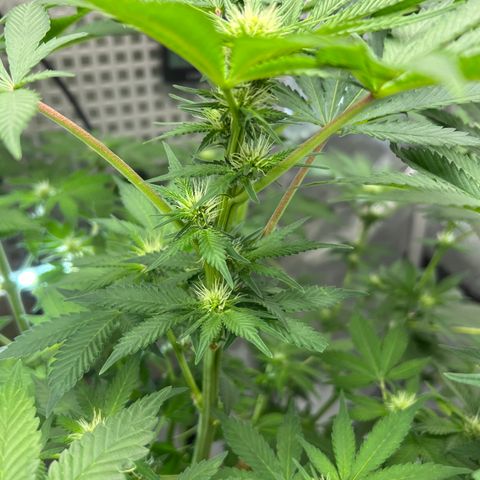  Bubble Gum x 88g13/hp #2 growlog timeline photo