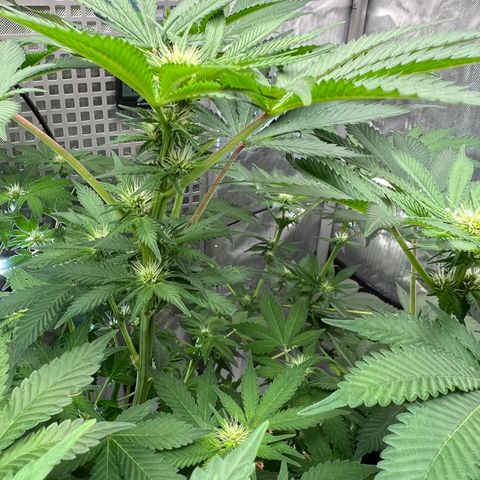  Bubble Gum x 88g13/hp #2 growlog timeline photo