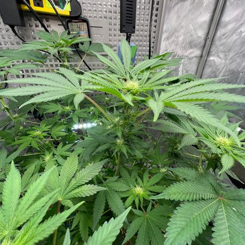  Bubble Gum x 88g13/hp #2 growlog timeline photo