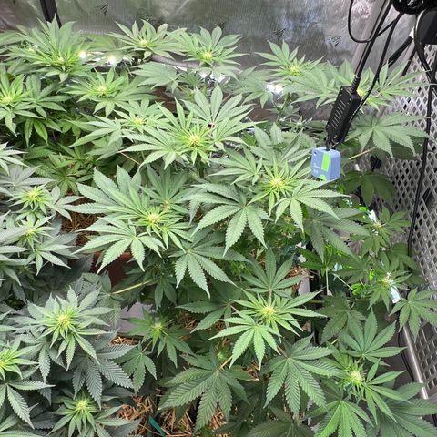  Bubble Gum x 88g13/hp #2 growlog timeline photo