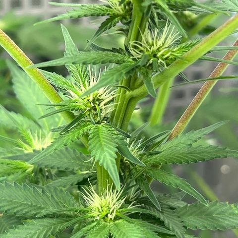  Bubble Gum x 88g13/hp #2 growlog timeline photo