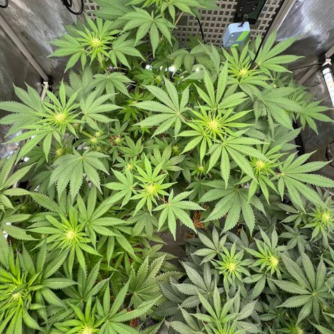  Bubble Gum x 88g13/hp #2 growlog timeline photo