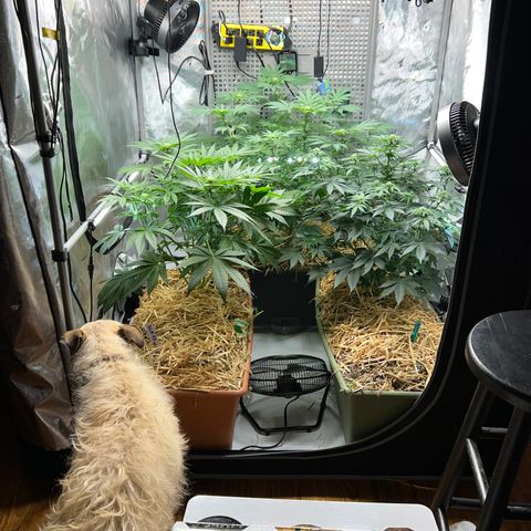  Bubble Gum x 88g13/hp #2 growlog timeline photo