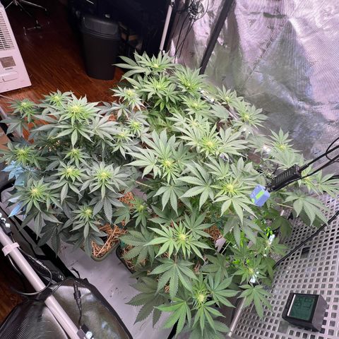  Bubble Gum x 88g13/hp #2 growlog timeline photo