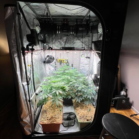  Bubble Gum x 88g13/hp #2 growlog timeline photo