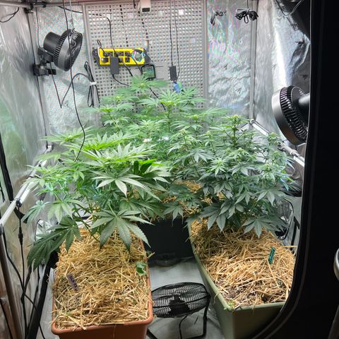  Bubble Gum x 88g13/hp #2 growlog timeline photo