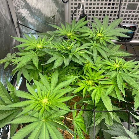  Bubble Gum x 88g13/hp #2 growlog timeline photo
