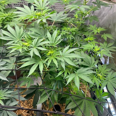  Bubble Gum x 88g13/hp #2 growlog timeline photo