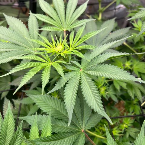  Bubble Gum x 88g13/hp #2 growlog timeline photo