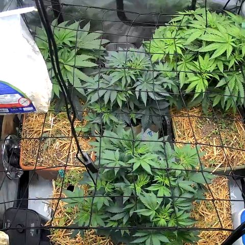  Bubble Gum x 88g13/hp #2 growlog photo: The tree top right was Mango Wookie… a dude. He’s dead. 