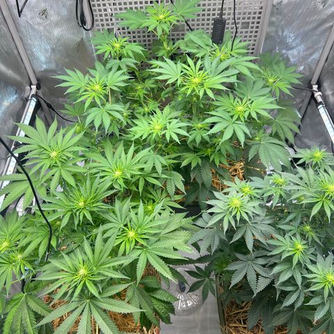  Bubble Gum x 88g13/hp #2 growlog timeline photo