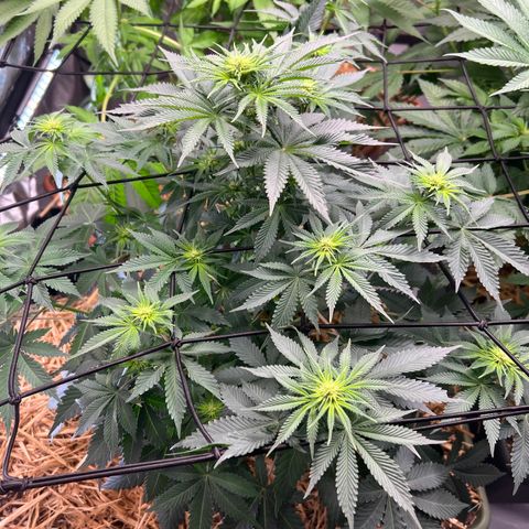 Bubble Gum x 88g13/hp #2 growlog timeline photo