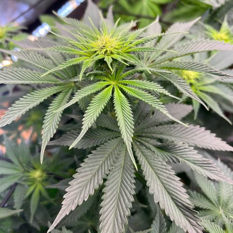  Bubble Gum x 88g13/hp #2 growlog timeline photo
