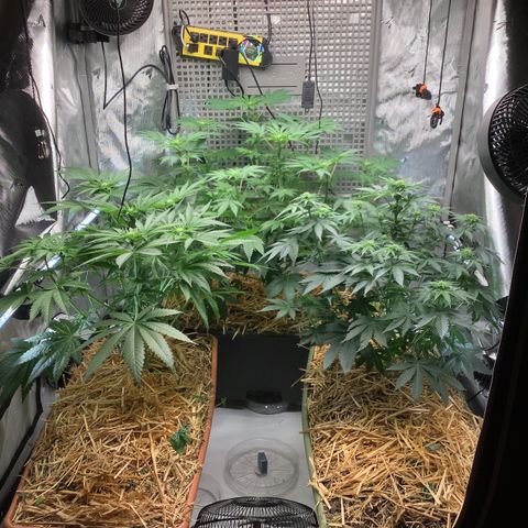  Bubble Gum x 88g13/hp #2 growlog timeline photo
