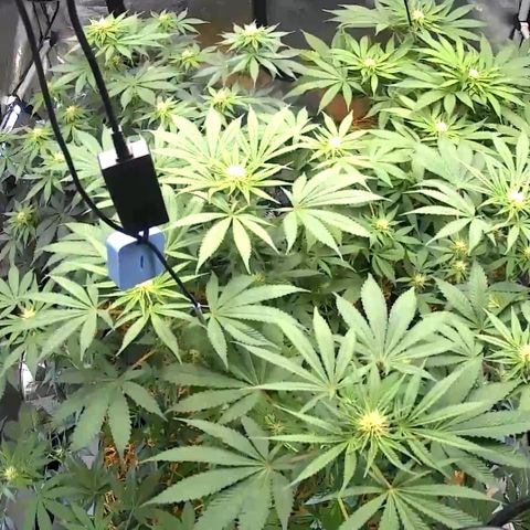  Bubble Gum x 88g13/hp #2 growlog timeline photo
