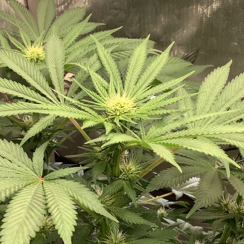 Bubble Gum x 88g13/hp #2 growlog timeline photo