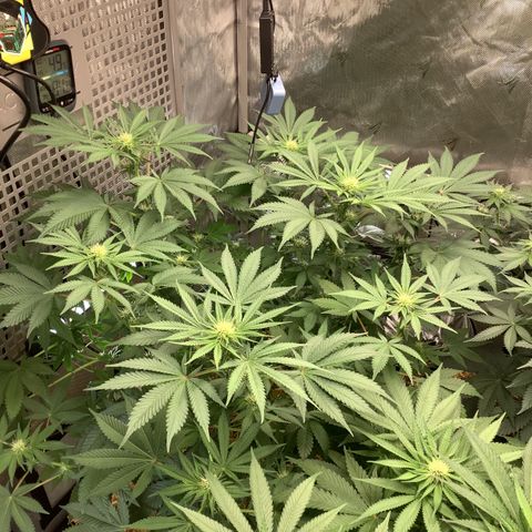  Bubble Gum x 88g13/hp #2 growlog timeline photo