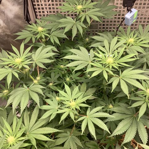  Bubble Gum x 88g13/hp #2 growlog timeline photo