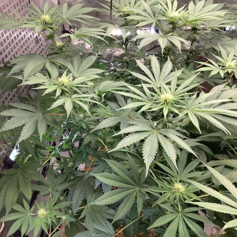 Bubble Gum x 88g13/hp #2 growlog timeline photo