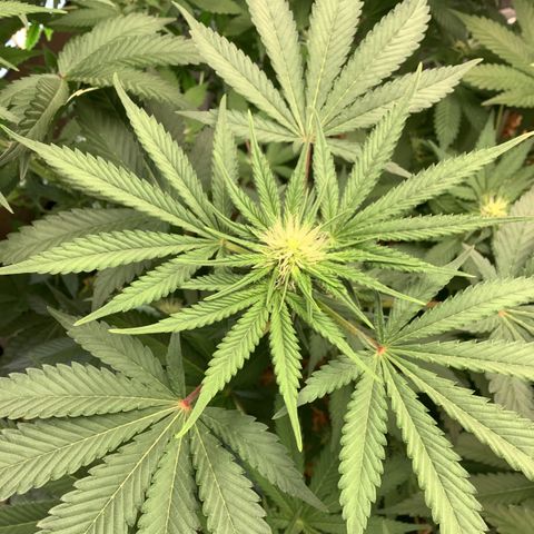  Bubble Gum x 88g13/hp #2 growlog timeline photo