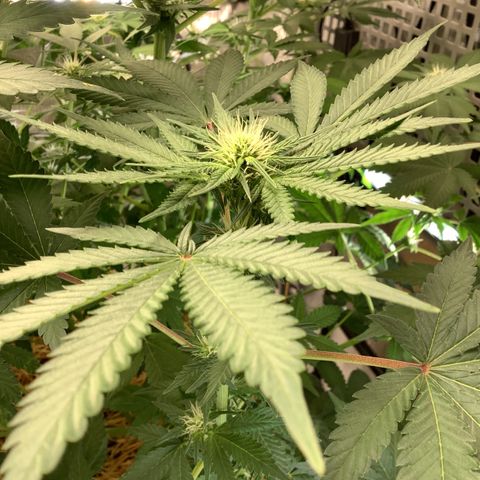 Bubble Gum x 88g13/hp #2 growlog timeline photo