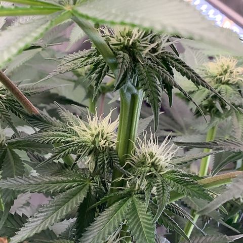  Bubble Gum x 88g13/hp #2 growlog timeline photo