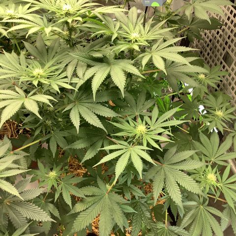  Bubble Gum x 88g13/hp #2 growlog timeline photo