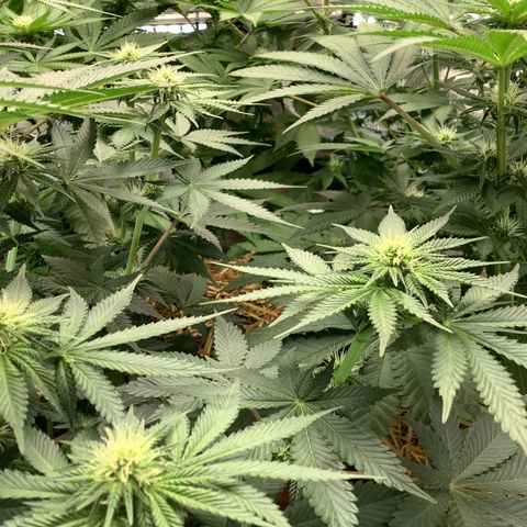  Bubble Gum x 88g13/hp #2 growlog timeline photo