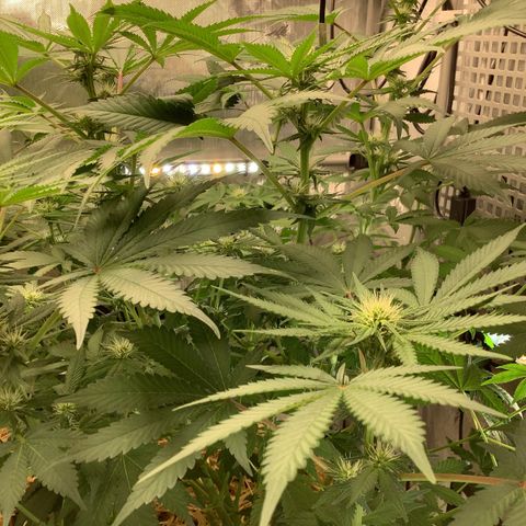  Bubble Gum x 88g13/hp #2 growlog timeline photo