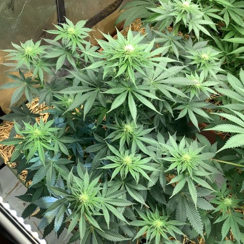 Bubble Gum x 88g13/hp #2 growlog timeline photo