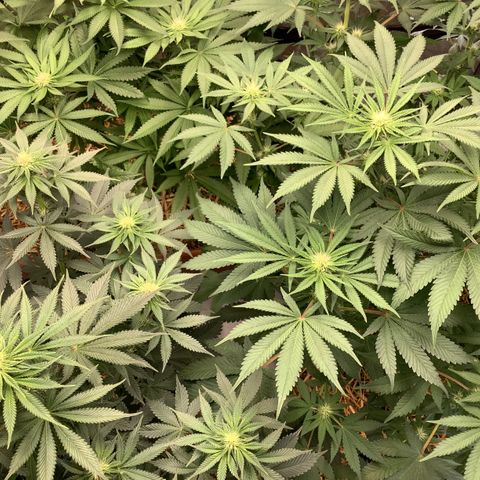  Bubble Gum x 88g13/hp #2 growlog timeline photo